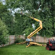 Why Choose Our Tree Removal Services in Auburn, IN?